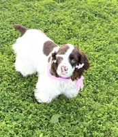 Skye, a female Cocker Spaniel for sale in Visalia, CA – 3 of 4