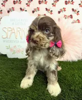 Misty, a female Cocker Spaniel for sale in Visalia, CA – 4 of 4