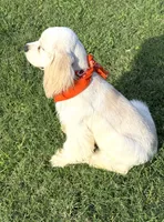 Coco, a male Cocker Spaniel for sale in Visalia, CA – 6 of 6