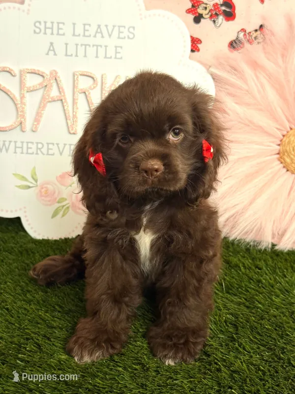 Mabel – Cocker Spaniel puppy for sale in Visalia, CA