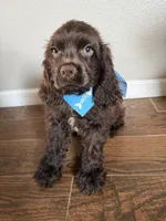 Moose, a male Cocker Spaniel for sale in Visalia, CA – 3 of 4