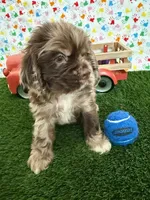Gizzmo, a male Cocker Spaniel for sale in Visalia, CA – 5 of 7