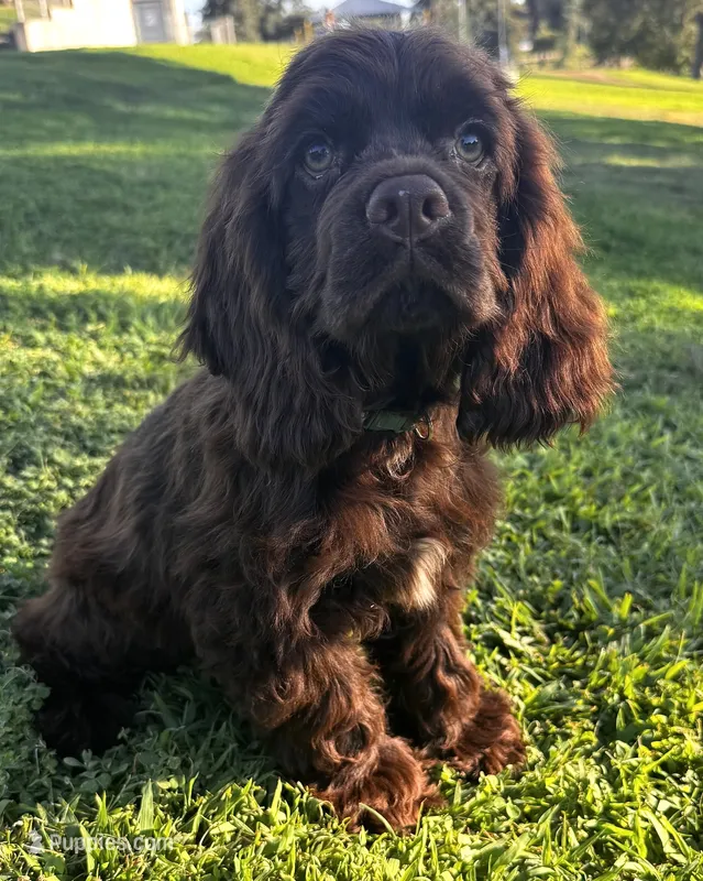 Moose – Cocker Spaniel puppy for sale in Visalia, CA
