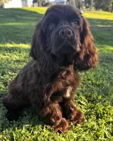 Moose, a male Cocker Spaniel for sale in Visalia, CA – 1 of 4