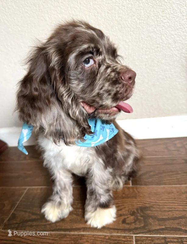 Oakley – Cocker Spaniel puppy for sale in Visalia, CA