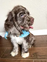 Oakley, a male Cocker Spaniel for sale in Visalia, CA – 1 of 6