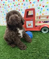 Moose, a male Cocker Spaniel for sale in Visalia, CA – 2 of 6