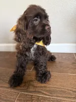 Romeo, a male Cocker Spaniel for sale in Visalia, CA – 2 of 6