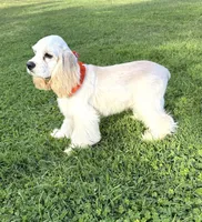 Coco, a male Cocker Spaniel for sale in Visalia, CA – 3 of 6