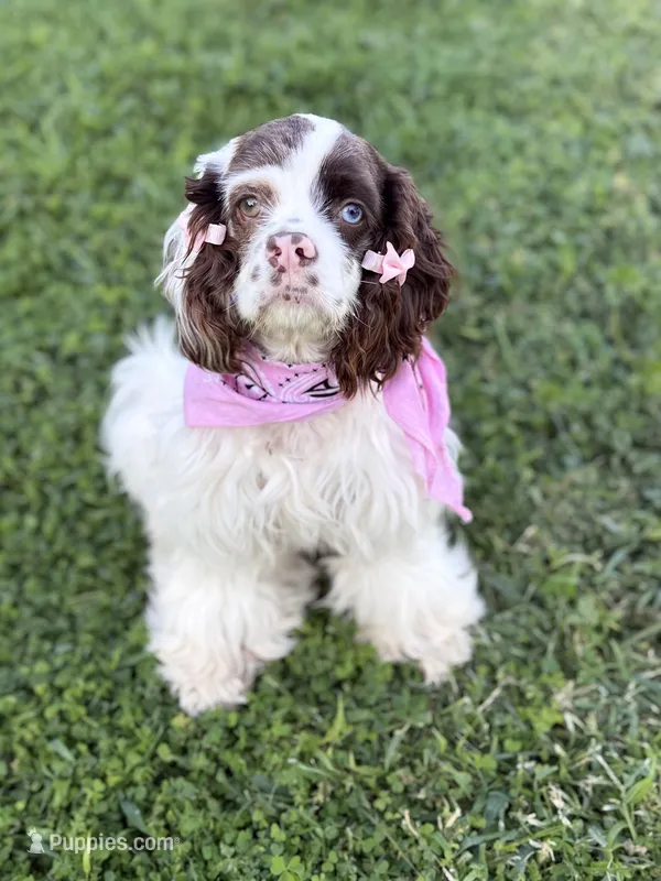 Skye – Cocker Spaniel puppy for sale in Visalia, CA