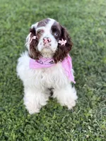 Skye, a female Cocker Spaniel for sale in Visalia, CA – 1 of 4