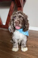 Oakley, a male Cocker Spaniel for sale in Visalia, CA – 2 of 6