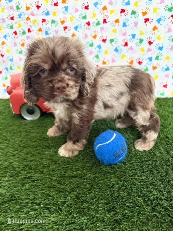 Gizzmo – Cocker Spaniel puppy for sale in Visalia, CA