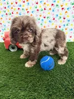 Gizzmo, a male Cocker Spaniel for sale in Visalia, CA – 1 of 7