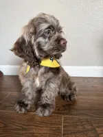 Gizmo, a male Cocker Spaniel for sale in Visalia, CA – 2 of 3