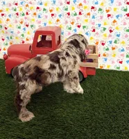Misty, a female Cocker Spaniel for sale in Visalia, CA – 4 of 4