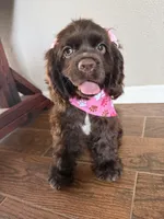 Mabel, a female Cocker Spaniel for sale in Visalia, CA – 3 of 6