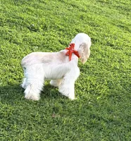 Coco, a male Cocker Spaniel for sale in Visalia, CA – 5 of 6