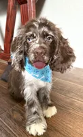 Oakley, a male Cocker Spaniel for sale in Visalia, CA – 4 of 6