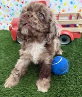 Gizzmo, a male Cocker Spaniel for sale in Visalia, CA – 3 of 7