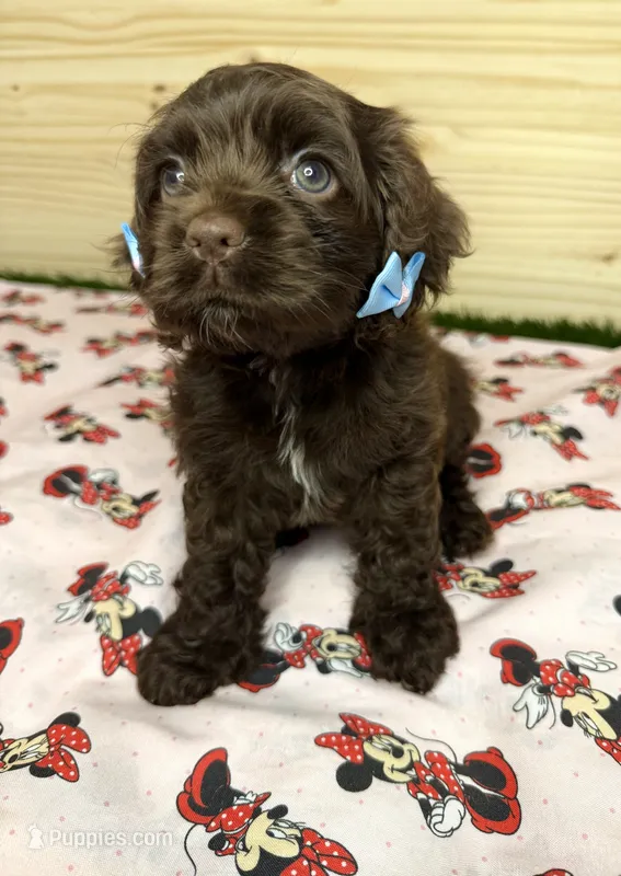Nova – Cocker Spaniel puppy for sale in Visalia, CA