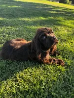 Moose, a male Cocker Spaniel for sale in Visalia, CA – 2 of 4