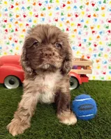 Gizzmo, a male Cocker Spaniel for sale in Visalia, CA – 4 of 7