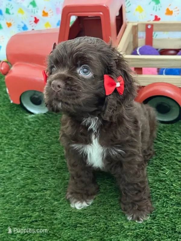 Mabel – Cocker Spaniel puppy for sale in Visalia, CA
