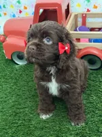 Mabel, a female Cocker Spaniel for sale in Visalia, CA – 1 of 3