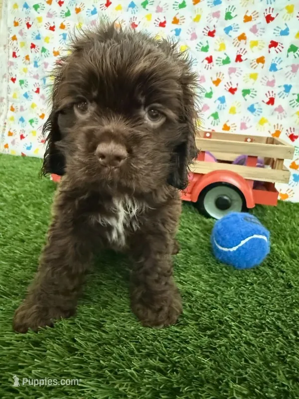 Moose – Cocker Spaniel puppy for sale in Visalia, CA