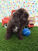 Moose, a male Cocker Spaniel for sale in Visalia, CA – 5 of 6