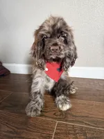 Hugo, a male Cocker Spaniel for sale in Visalia, CA – 2 of 6