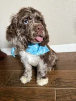 Oakley, a male Cocker Spaniel for sale in Visalia, CA – 5 of 6