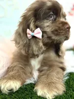 Elly, a female Cocker Spaniel for sale in Visalia, CA – 5 of 7