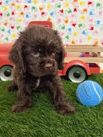 Romeo, a male Cocker Spaniel for sale in Visalia, CA – 2 of 5
