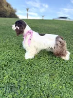 Skye, a female Cocker Spaniel for sale in Visalia, CA – 4 of 4