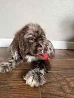 Hugo, a male Cocker Spaniel for sale in Visalia, CA – 4 of 6
