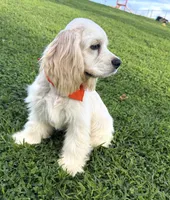 Coco, a male Cocker Spaniel for sale in Visalia, CA – 4 of 6