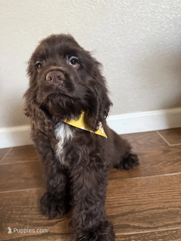 Romeo – Cocker Spaniel puppy for sale in Visalia, CA