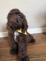 Romeo, a male Cocker Spaniel for sale in Visalia, CA – 1 of 6