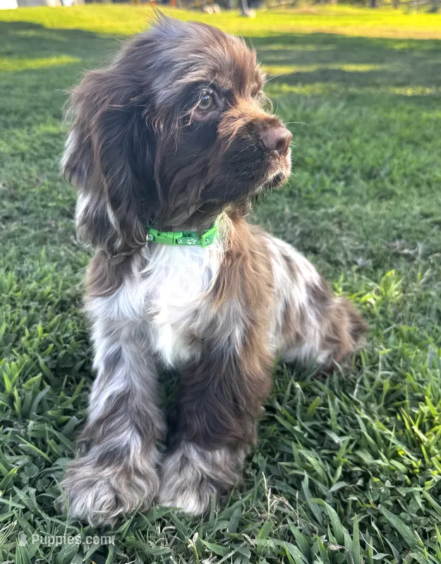 Hugo – Cocker Spaniel puppy for sale in Visalia, CA