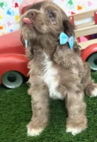 Elly, a female Cocker Spaniel for sale in Visalia, CA – 3 of 3