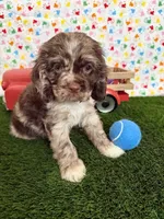 Oakley, a male Cocker Spaniel for sale in Visalia, CA – 5 of 6