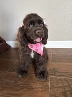 Mabel, a female Cocker Spaniel for sale in Visalia, CA – 5 of 6