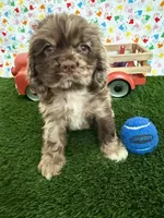 Gizzmo, a male Cocker Spaniel for sale in Visalia, CA – 2 of 7