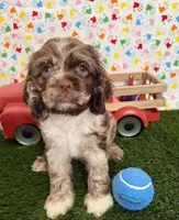 Oakley, a male Cocker Spaniel for sale in Visalia, CA – 3 of 6