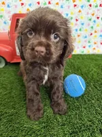 Romeo, a male Cocker Spaniel for sale in Visalia, CA – 4 of 5