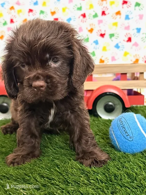 Romeo – Cocker Spaniel puppy for sale in Visalia, CA