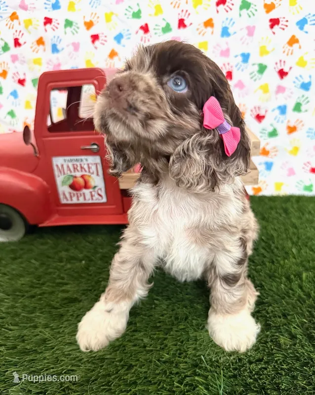 Misty – Cocker Spaniel puppy for sale in Visalia, CA