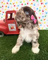Misty, a female Cocker Spaniel for sale in Visalia, CA – 1 of 4